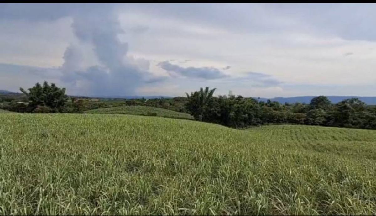 ขายที่ดินปากช่อง เขาใหญ่ : ขายที่ดิน 50 ไร่ อ.ปากช่อง วิวสวย ใกล้แหล่งธรรมชาติ