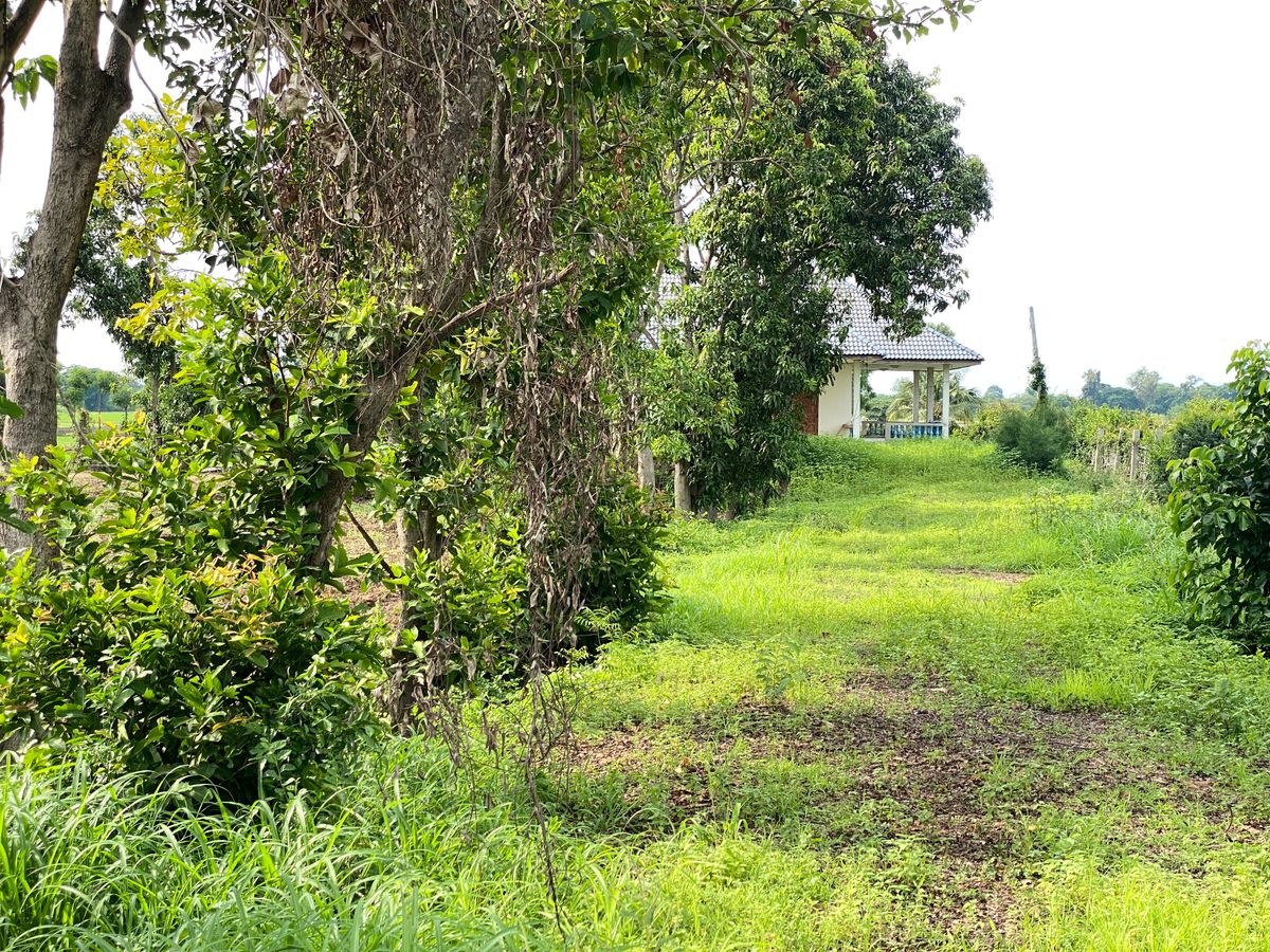 For SaleLandSing Buri : Land for sale in Sing Buri Opposite Phra Non Temple For doing business, factory, warehouse, hotel, 88 meters wide, 83 meters deep Next to Highway 3032