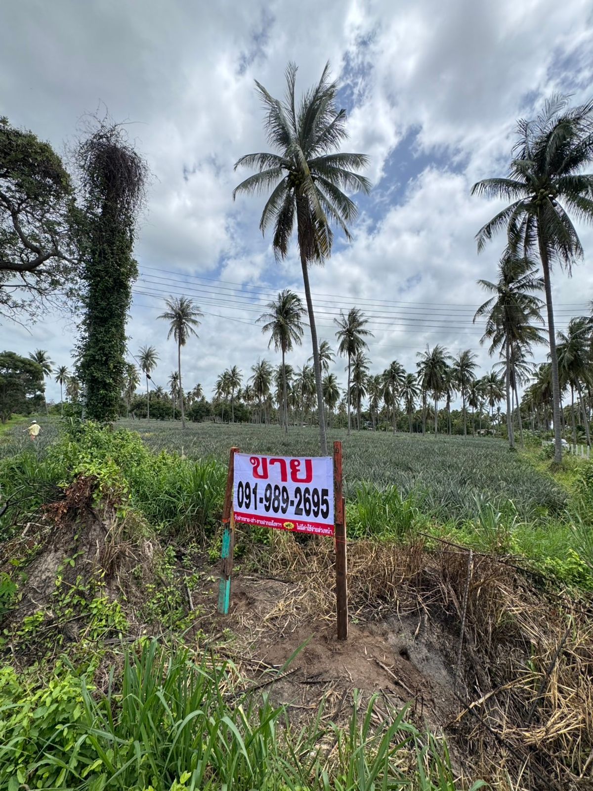 For SaleLandHuahin, Prachuap Khiri Khan, Pran Buri : 🌿 Land for sale, beautiful future, far away from Khlong Wan Subdistrict, Prachuap Khiri Khan Province.