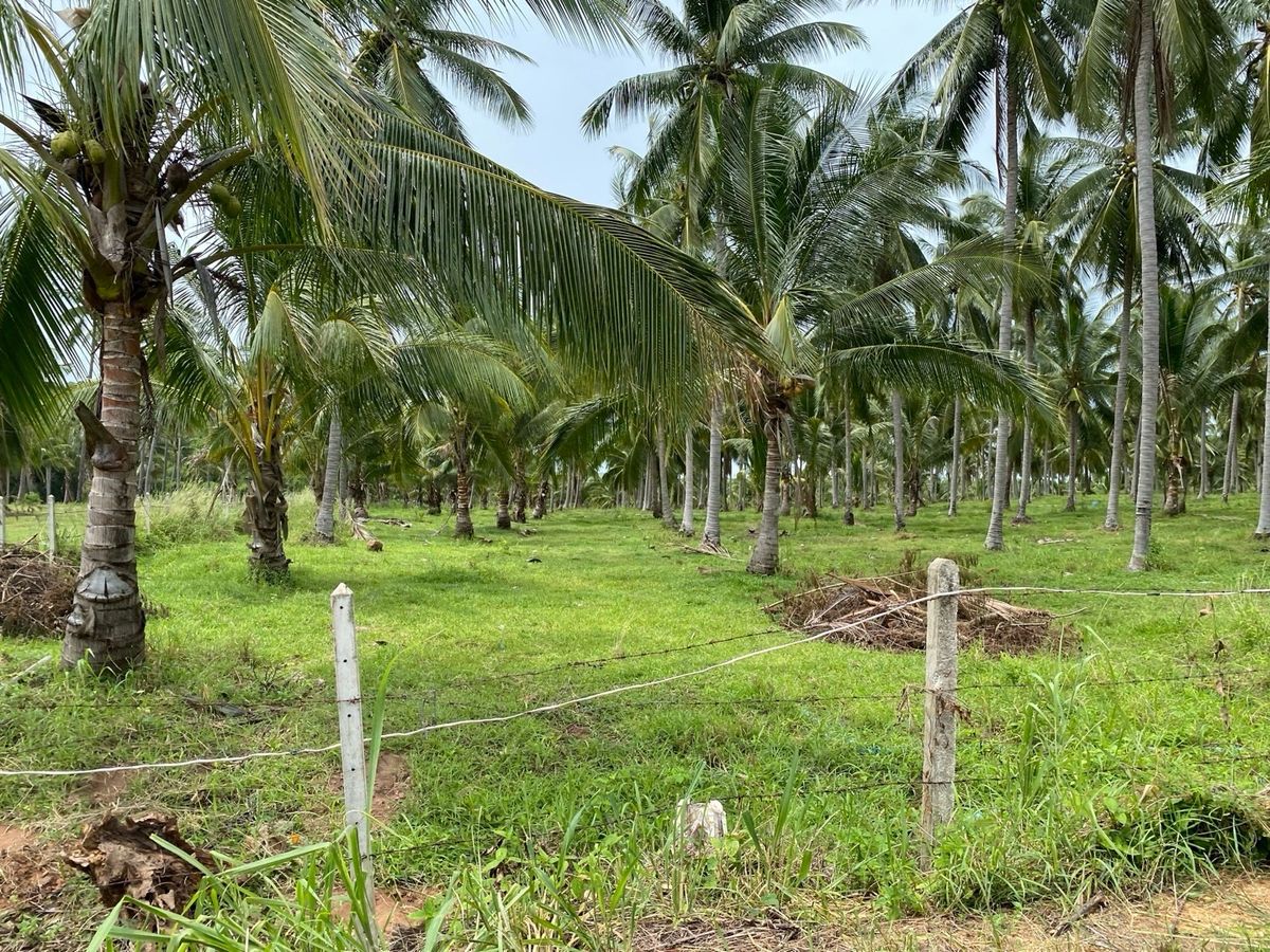 ขายที่ดินหัวหิน ประจวบคีรีขันธ์ : 📢👇 📢 ขายสวนมะพร้าว ทับสะแก ประมาณ 350 ต้น ผลผลิตดี กำไรสูงถึง 60% ต่อปีใกล้ถนนเพชรเกษม  เหมาะลงทุนทำเกษตรต่อยอด (ขึ้นอยู่กับสภาพอากาศและการจัดการ)