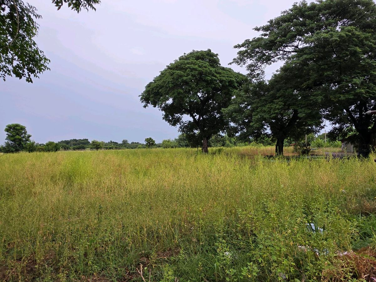 ขายที่ดินสุพรรณบุรี : [ขาย] ที่ดินถมแล้ว ติดถนนหลัก 3264 ดอนเจดีย์ สุพรรณบุรี หน้ากว้าง 90ม.ใกล้ตัวเมืองแค่ 2 กม. สนใจทักเลย📞0994152664 , 0803696366