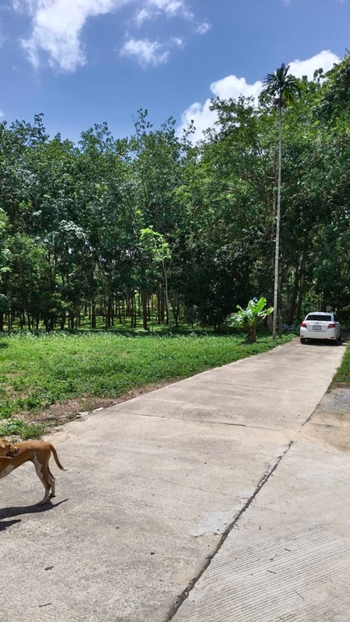ขายที่ดินภูเก็ต : ขายที่ดินแปลงเล็ก 62 ตรว. ใกล้ซอยศาลหลักเมืองและสนามบินภูเก็ต