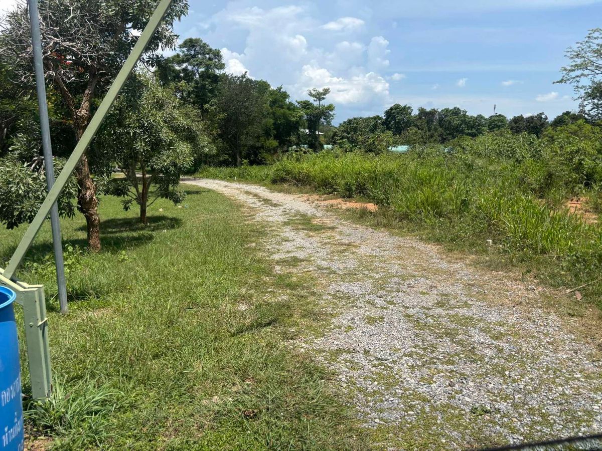 For RentLandKorat Nakhon Ratchasima : Rent very cheap !! Land for agriculture 2 rai 3 ngan 50 sq.w., Pak Chong District, Korat Province, near Lotus Big C, Mittraphap Road