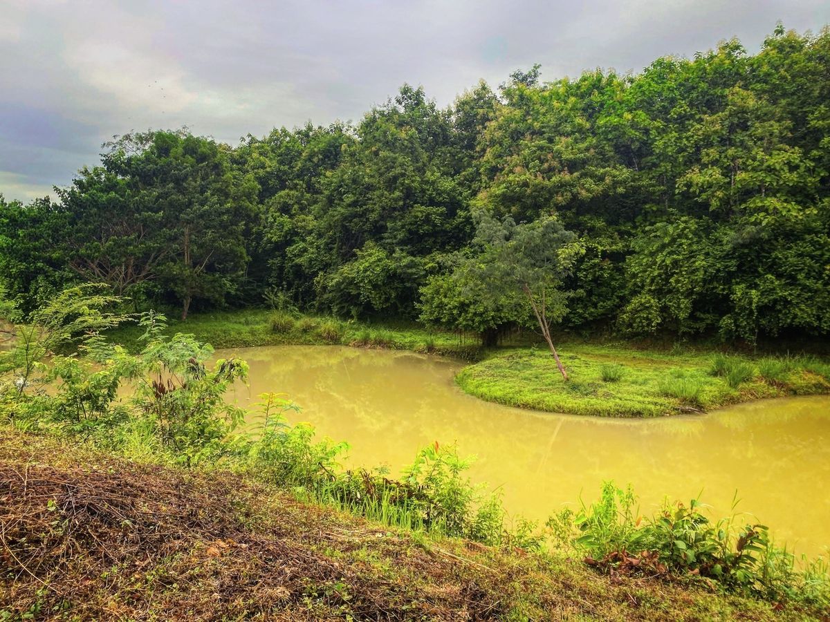 ขายที่ดินชะอำ เพชรบุรี : โอกาสทองสำหรับนักลงทุนและผู้ที่มองหาพื้นที่พัฒนาโครงการบ้านพักตากอากาศ รีสอร์ท หรือที่อยู่อาศัยในบรรยากาศธรรมชาติ