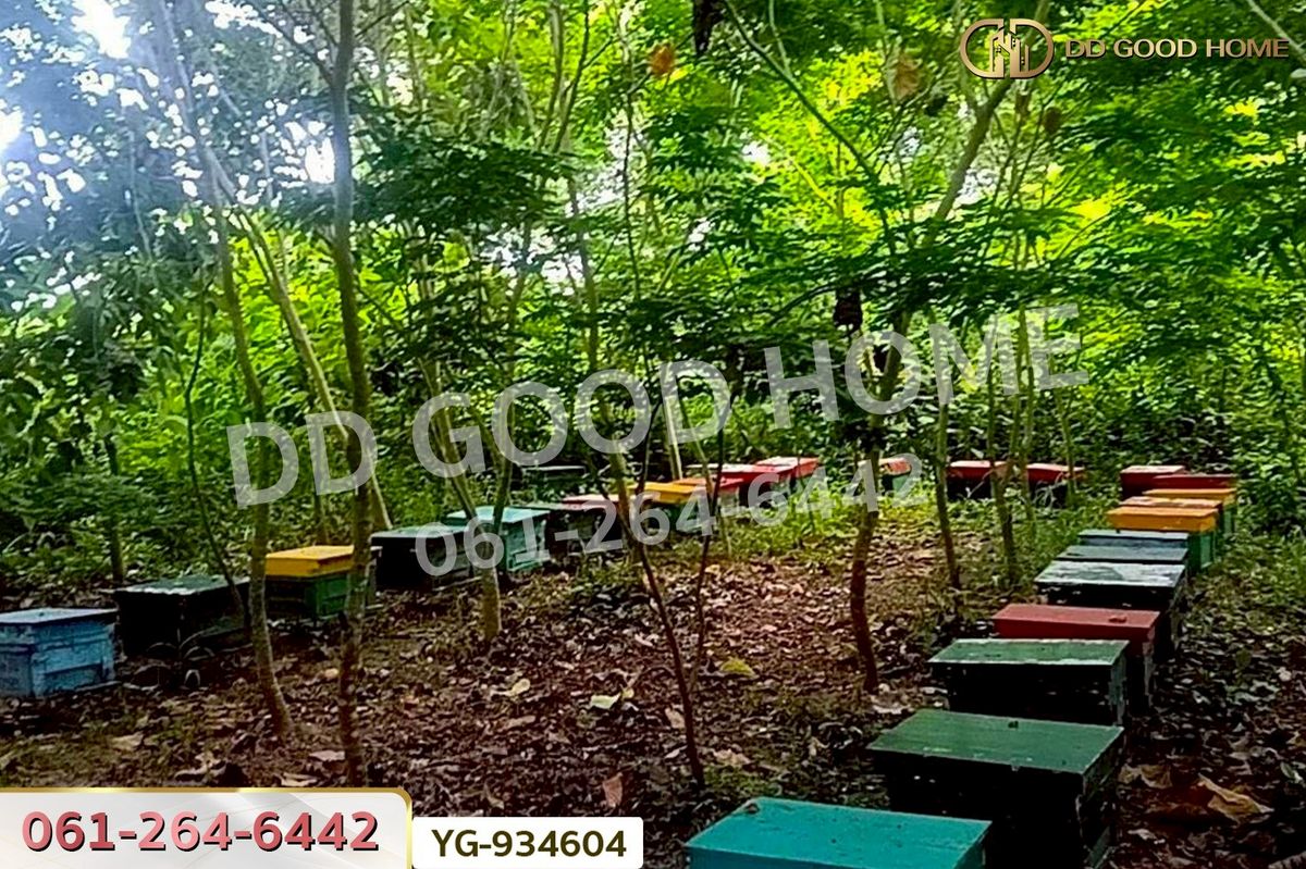 ขายที่ดินตาก : DD-934604 ที่ดินสามเงา 4 ไร่ 239.7 ตร.ว. ตาก ใกล้เขื่อนภูมิพล