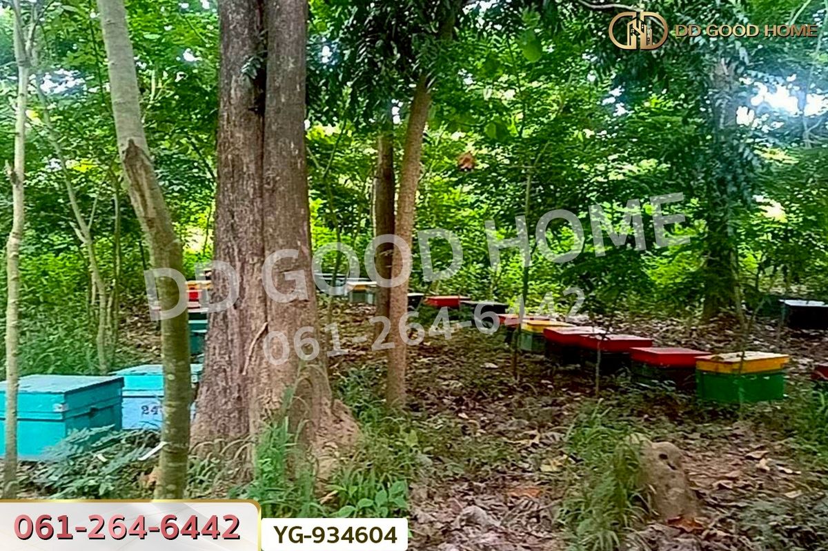 ขายที่ดินตาก : DD-934604 ที่ดินสามเงา 4 ไร่ 239.7 ตร.ว. ตาก ใกล้เขื่อนภูมิพล