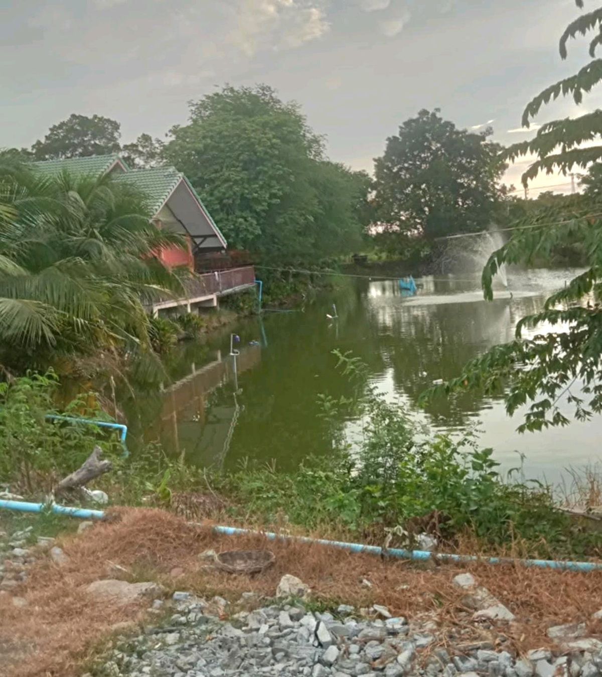 ให้เช่าบ้านนครปฐม : ให้เช่าบ้านชั้นเดียว เล่นระดับ 50ตรว. วิวบ่อปลา อยู่อ.บางเลน นครปฐม ใกล้วัดเกาะแรต