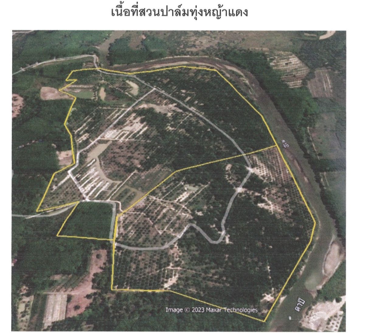 ขายที่ดินสมุย สุราษฎร์ธานี : ด่วน! ขายสวนปาล์ม 395 ไร่ สุราษฎร์ธานี รายได้รอบละ 5-6 แสนบาท