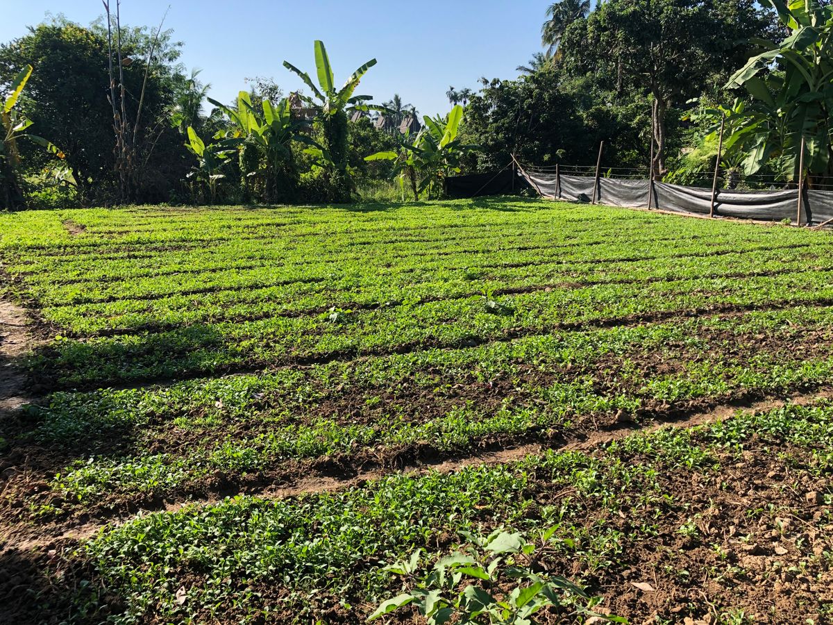 ขายที่ดินเชียงใหม่ : ‼️ขายด่วน‼️ ที่ดินเชียงใหม่ ใกล้เมือง เจ้าของขายเอง ลดพิเศษ  990,000 บาทถ้วน👍🏻👍🏻