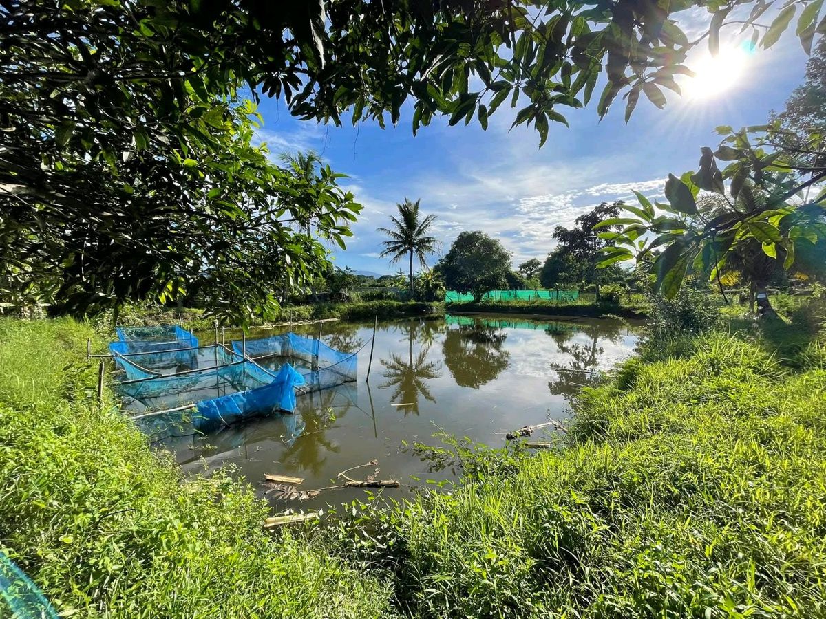 ขายที่ดินเชียงใหม่ : ขายที่ดิน น้ำไม่ท่วม พร้อมบ้านสวน 