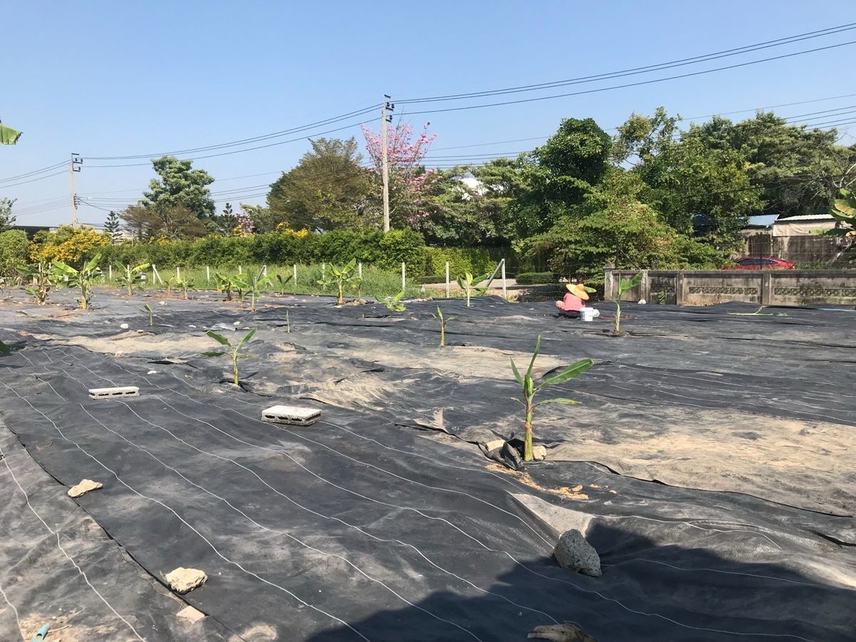 ขายที่ดินนนทบุรี บางใหญ่ บางบัวทอง : ขายที่ดินใกล้เซ็นทรัลเวสวิลล์ ถมสูงแล้ว 988 ตรว.