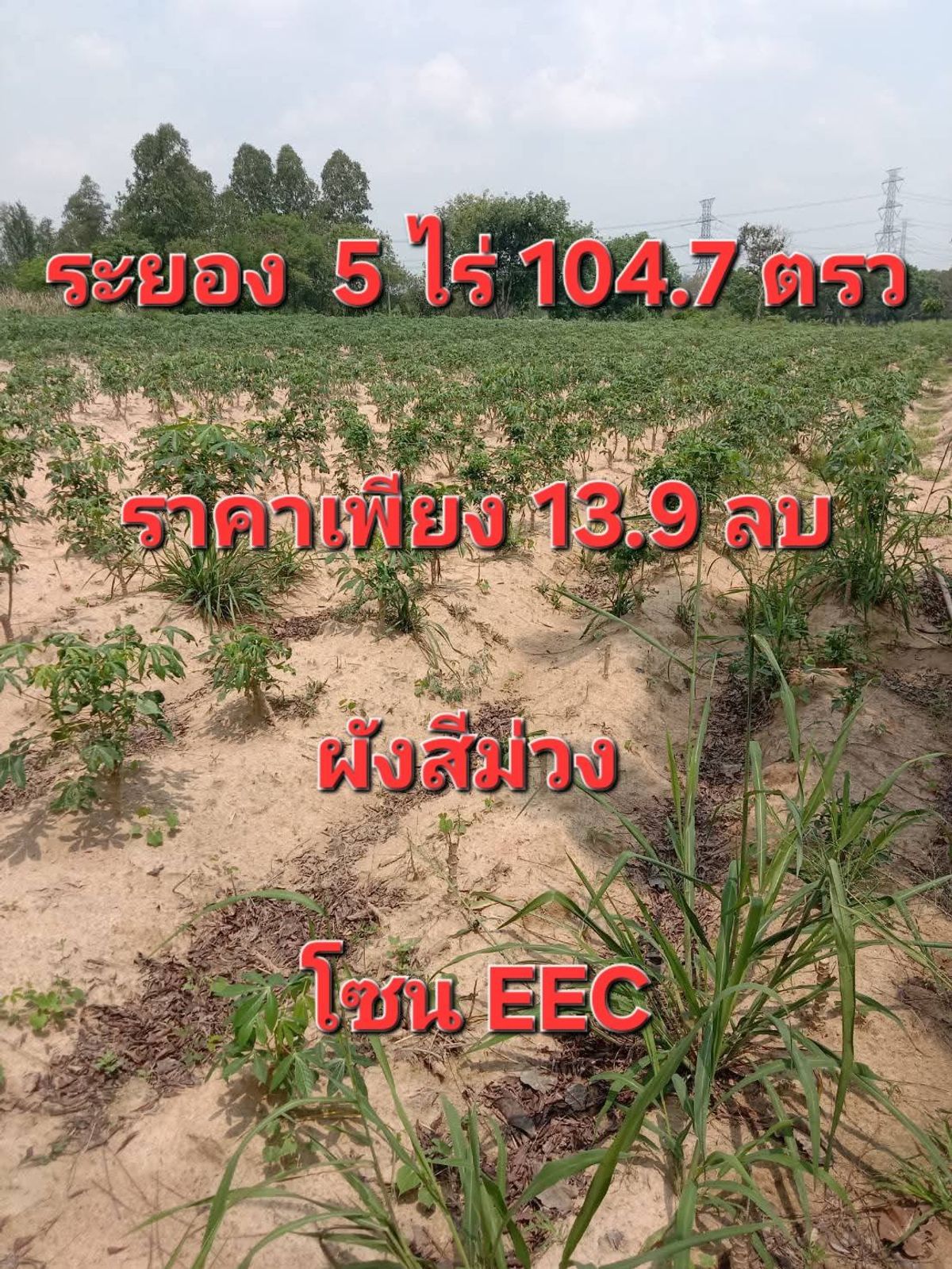 ขายที่ดินระยอง : ขายที่ดินผังสีม่วงระยอง