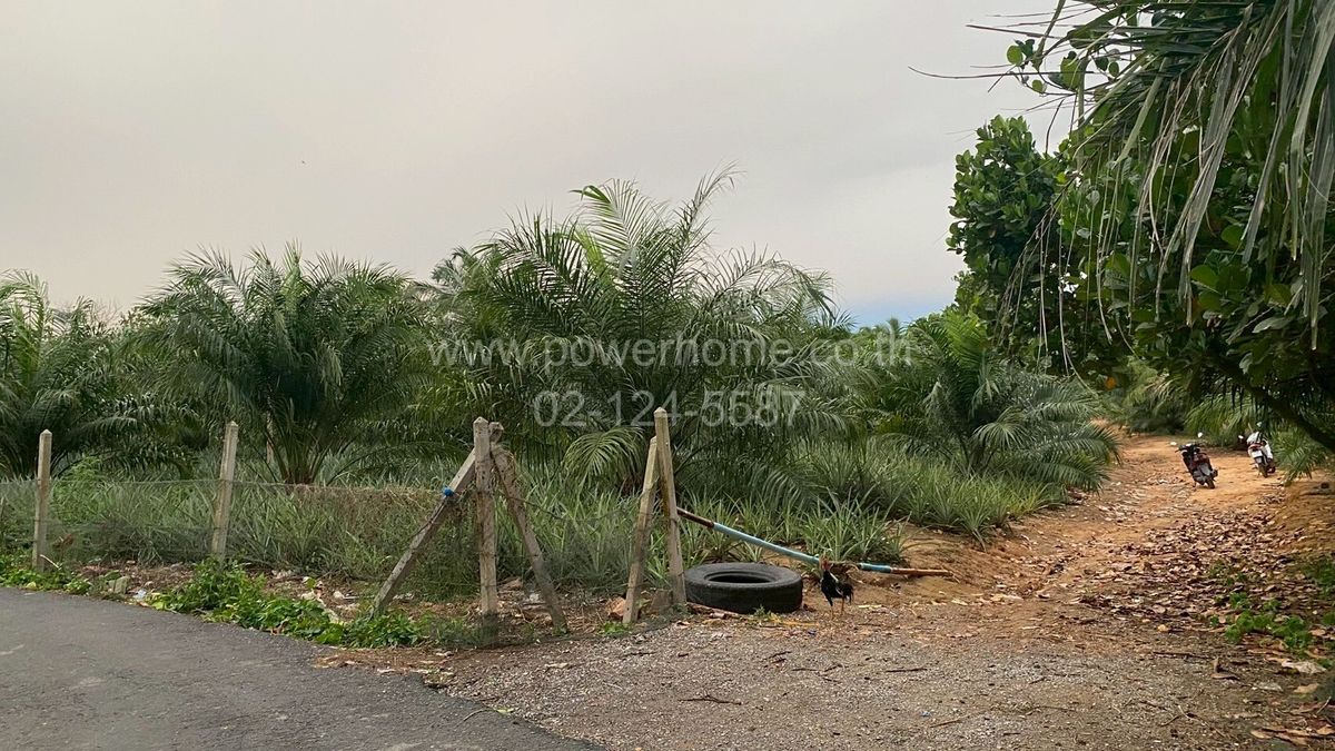 For SaleLandHuahin, Prachuap Khiri Khan, Pran Buri : Empty Land Soi Nong Destination 29, Rai Kao Subdistrict, Sam Roi Yot District, Prachuap Khiri Khan Province  For farming or building a private resort in a peaceful area near the city, convenient to travel