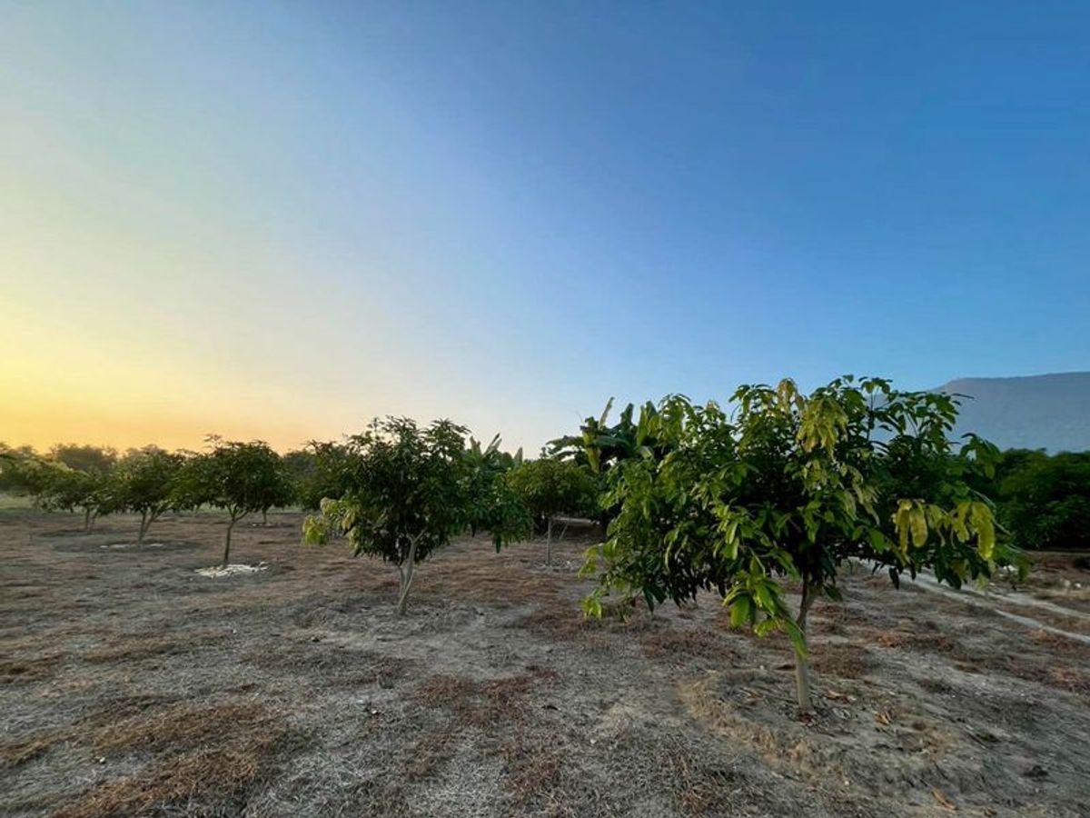 ขายที่ดินลำพูน : ขายที่ดิน เนื้อที่ 1 ไร่ 2 งาน 84.2 ตารางวา พร้อมสวนมะม่วง เริ่มเก็บผลผลิตได้แล้ว ตำบลบ้านโฮ่ง อำเภอบ้านโฮ่ง จังหวัดลำพูน