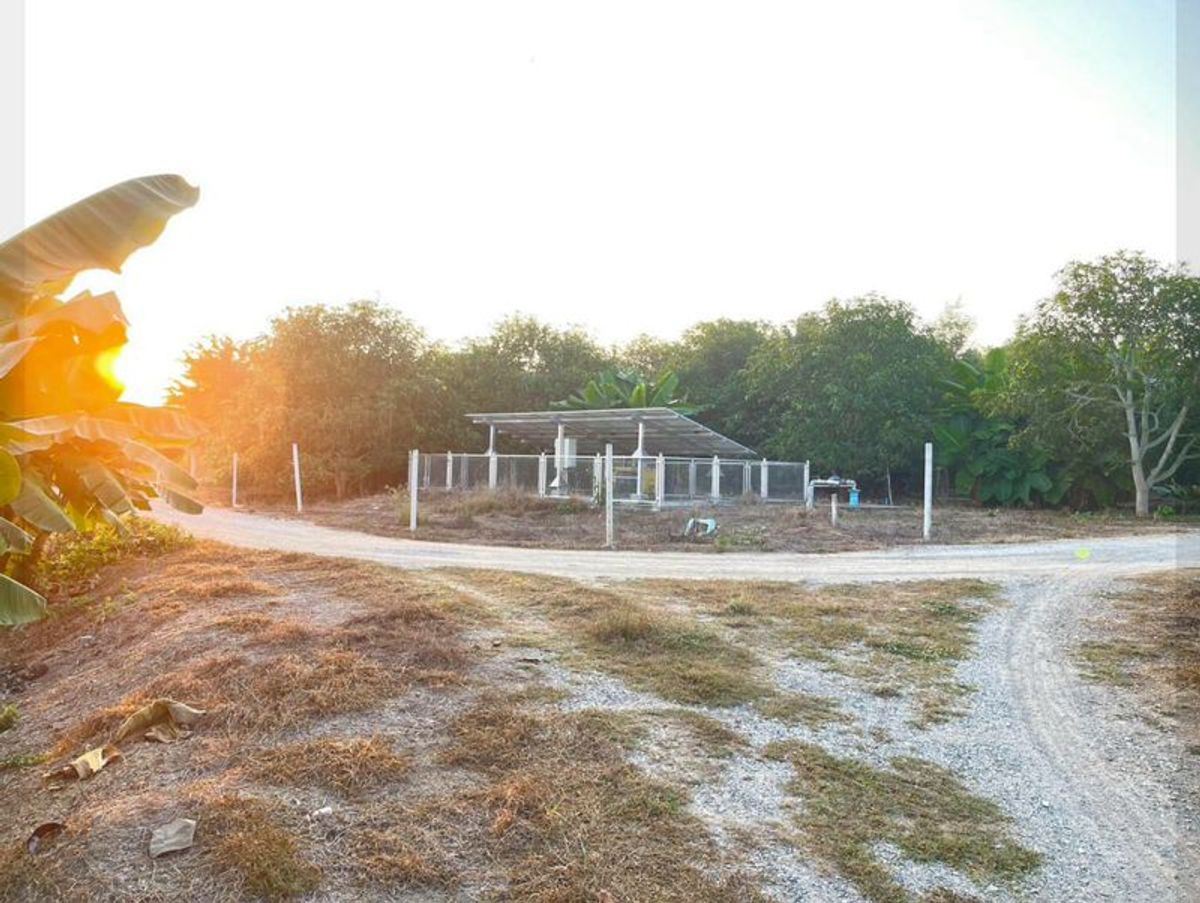 ขายที่ดินลำพูน : ขายที่ดิน เนื้อที่ 1 ไร่ 2 งาน 84.2 ตารางวา พร้อมสวนมะม่วง เริ่มเก็บผลผลิตได้แล้ว ตำบลบ้านโฮ่ง อำเภอบ้านโฮ่ง จังหวัดลำพูน