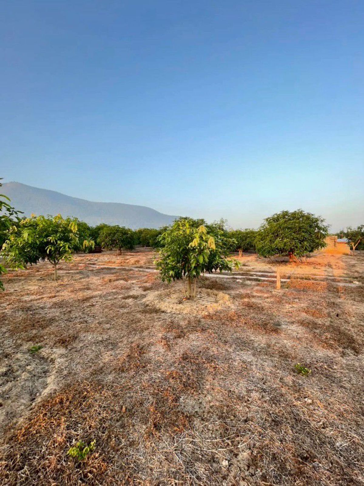 ขายที่ดินลำพูน : ขายที่ดิน เนื้อที่ 1 ไร่ 2 งาน 84.2 ตารางวา พร้อมสวนมะม่วง เริ่มเก็บผลผลิตได้แล้ว ตำบลบ้านโฮ่ง อำเภอบ้านโฮ่ง จังหวัดลำพูน