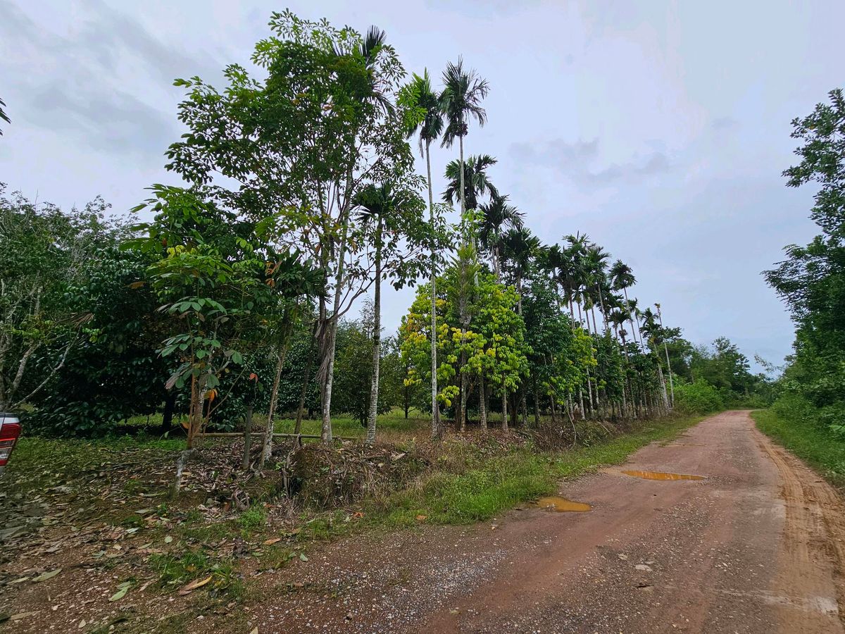 ขายที่ดินจันทบุรี : ขายสวนผลไม้ สวนผสม อำเภอท่าใหม่ จันทบุรี