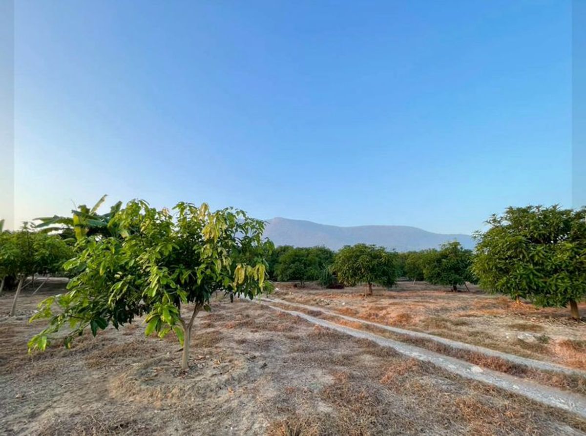 ขายที่ดินลำพูน : ขายที่ดิน เนื้อที่ 1 ไร่ 2 งาน 84.2 ตารางวา พร้อมสวนมะม่วง เริ่มเก็บผลผลิตได้แล้ว ตำบลบ้านโฮ่ง อำเภอบ้านโฮ่ง จังหวัดลำพูน