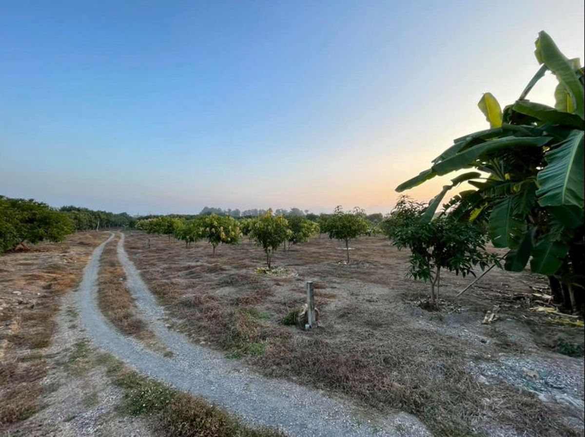 ขายที่ดินลำพูน : ขายที่ดิน เนื้อที่ 1 ไร่ 2 งาน 84.2 ตารางวา พร้อมสวนมะม่วง เริ่มเก็บผลผลิตได้แล้ว ตำบลบ้านโฮ่ง อำเภอบ้านโฮ่ง จังหวัดลำพูน