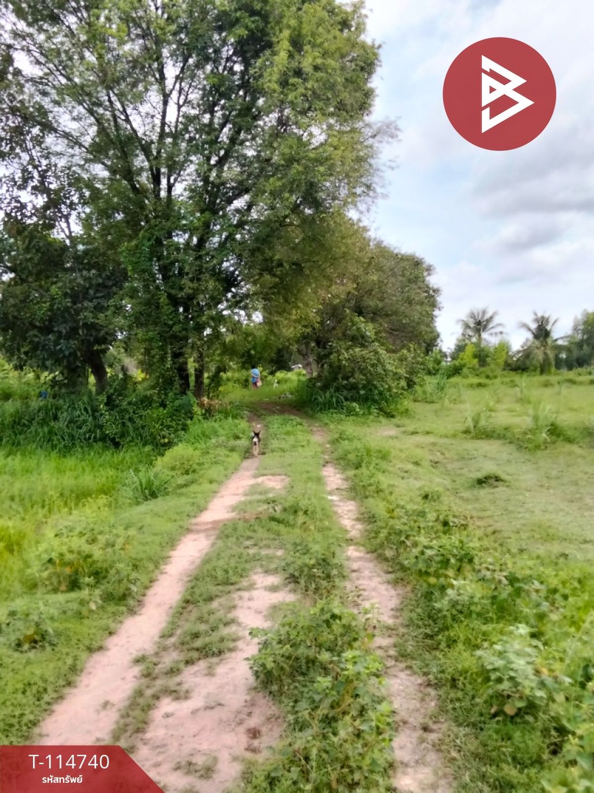 For SaleLandAmnat Charoen : Sell at the soil area of 13 rai 25 square wah, Mr. Amnat Charoen Subdistrict