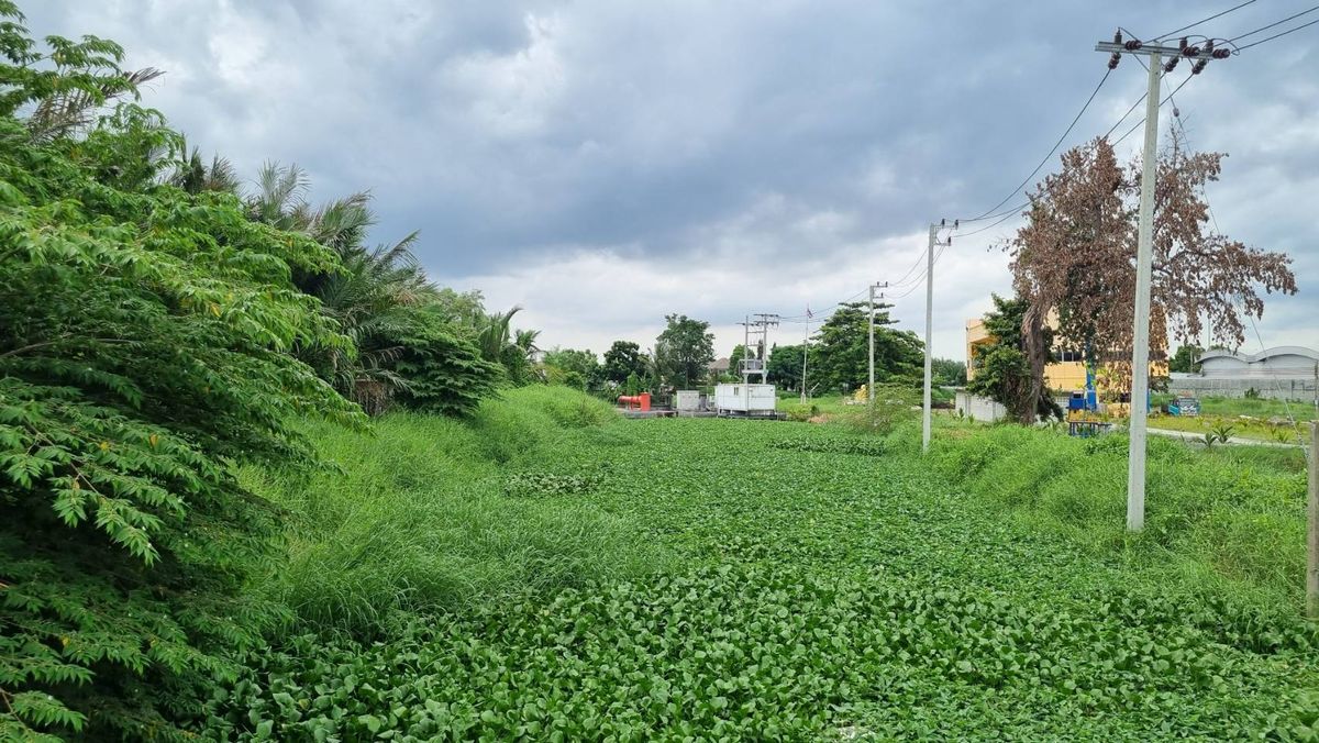 ขายที่ดินพระราม 2 บางขุนเทียน : ขายที่ดินสีม่วง เทียนทะเล เหมาะสำหรับสร้างโรงงาน/โกดัง/สำนักงาน/ที่พักอาศัย บางขุนเทียน กรุงเทพ