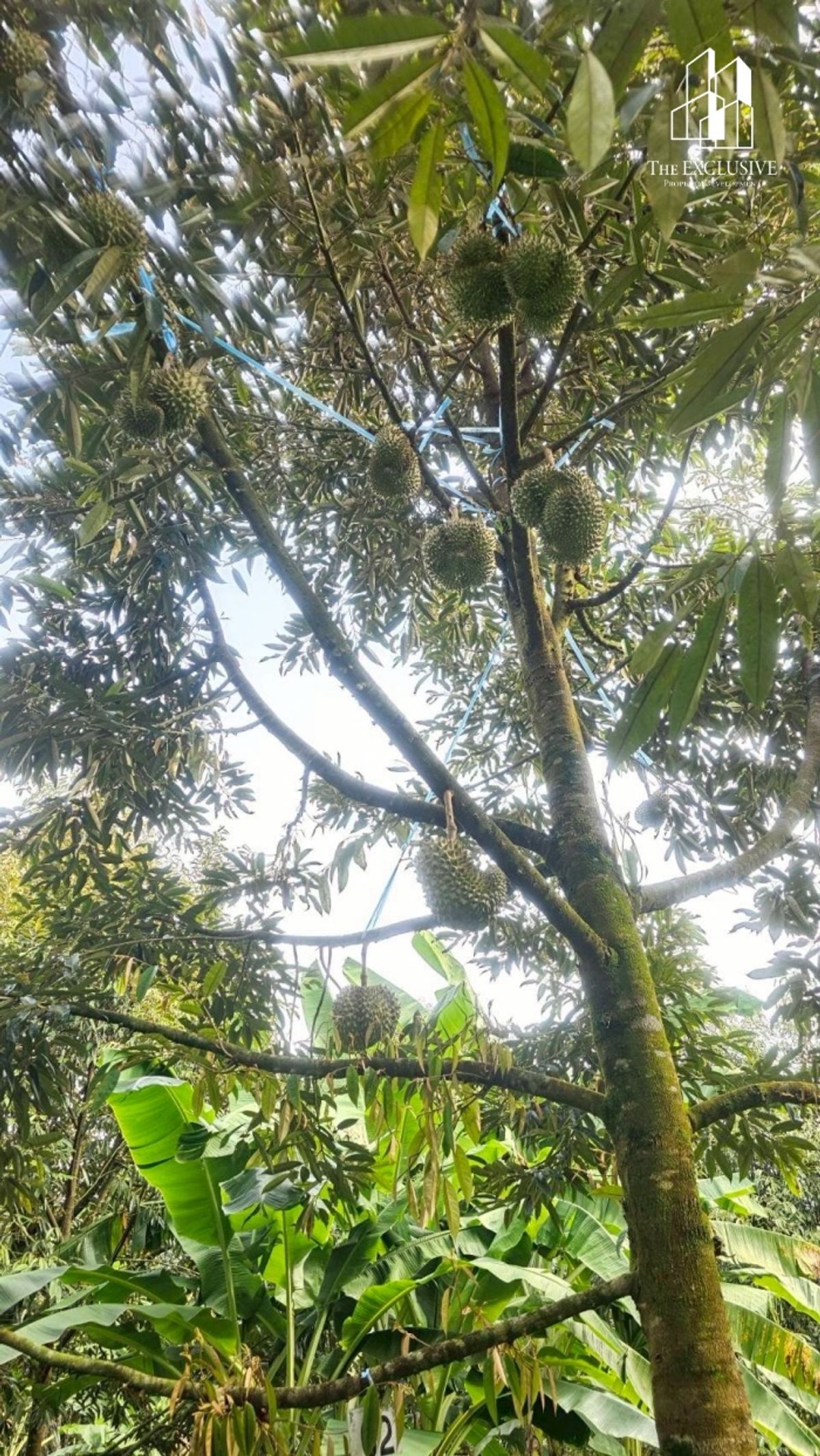 For SaleLandNakhon Si Thammarat : Durian garden Ready to harvest immediately! No need to wait for a new Make continuous income immediately