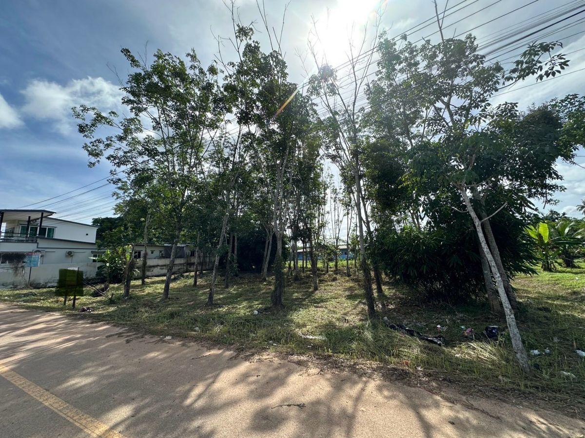 ขายที่ดินกระบี่ : 📢 ที่ดินผืนใหญ่ รูปสี่เหลี่ยมจัตุรัส ใกล้แหล่งชุมชนและชายหาดอ่าวนาง เหมาะสำหรับสร้างบ้านพักตากอากาศ รีสอร์ต หรือบ้านพักส่วนตัว บรรยากาศเงียบสงบ ไม่ไกลจากแหล่งอำนวยความสะดวกและชายทะเล