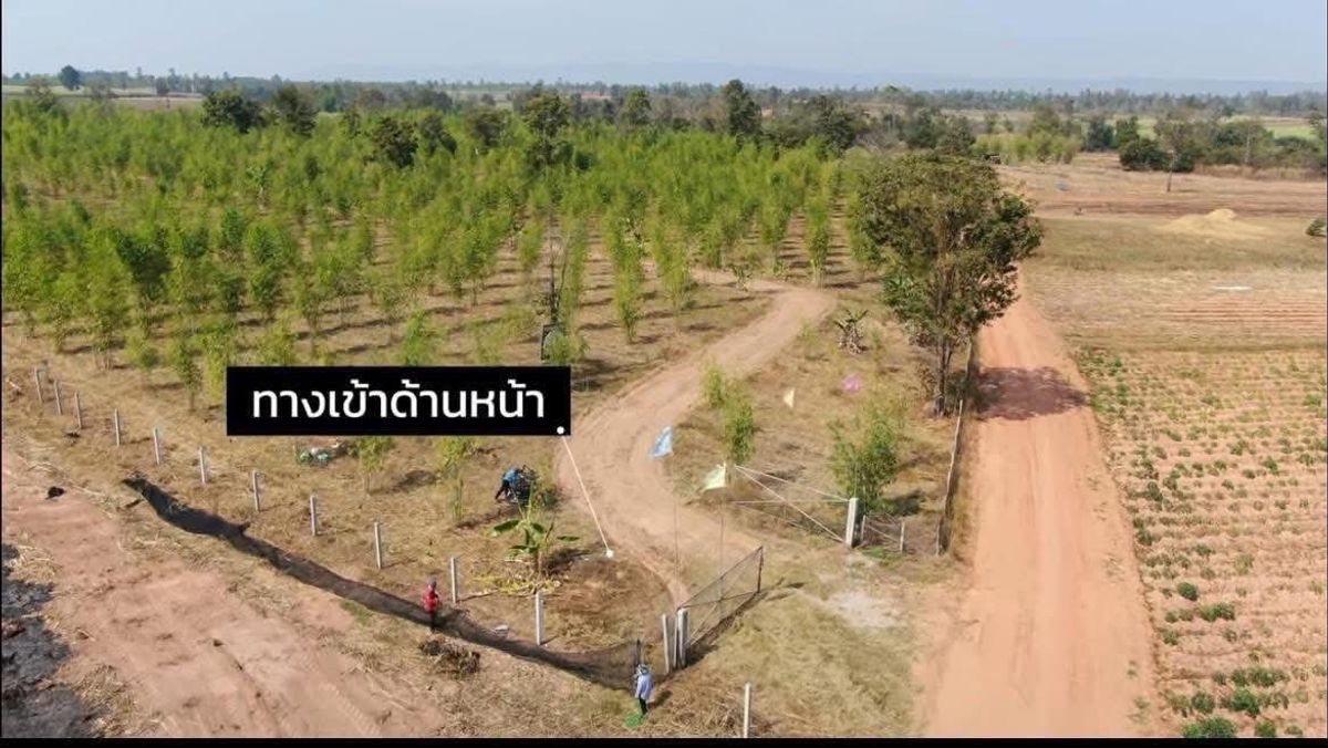 For SaleLandKhon Kaen : Land for Sale – 93 Rai Only 120,000 THB per Rai, Khon Kaen