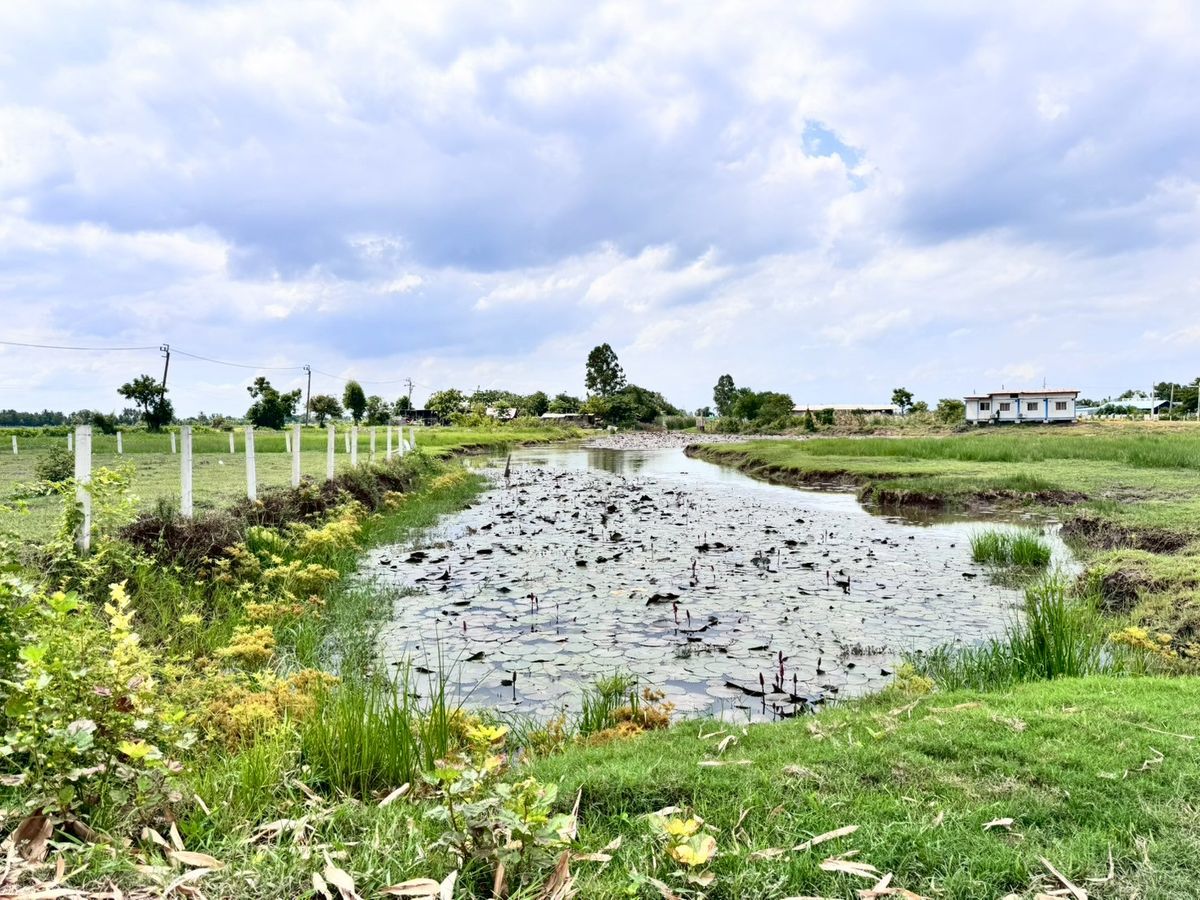 ขายที่ดินมีนบุรี-ร่มเกล้า : ขายถูกมาก ที่ดินเปล่าหนองจอก 200 ตารางวา (N.650)