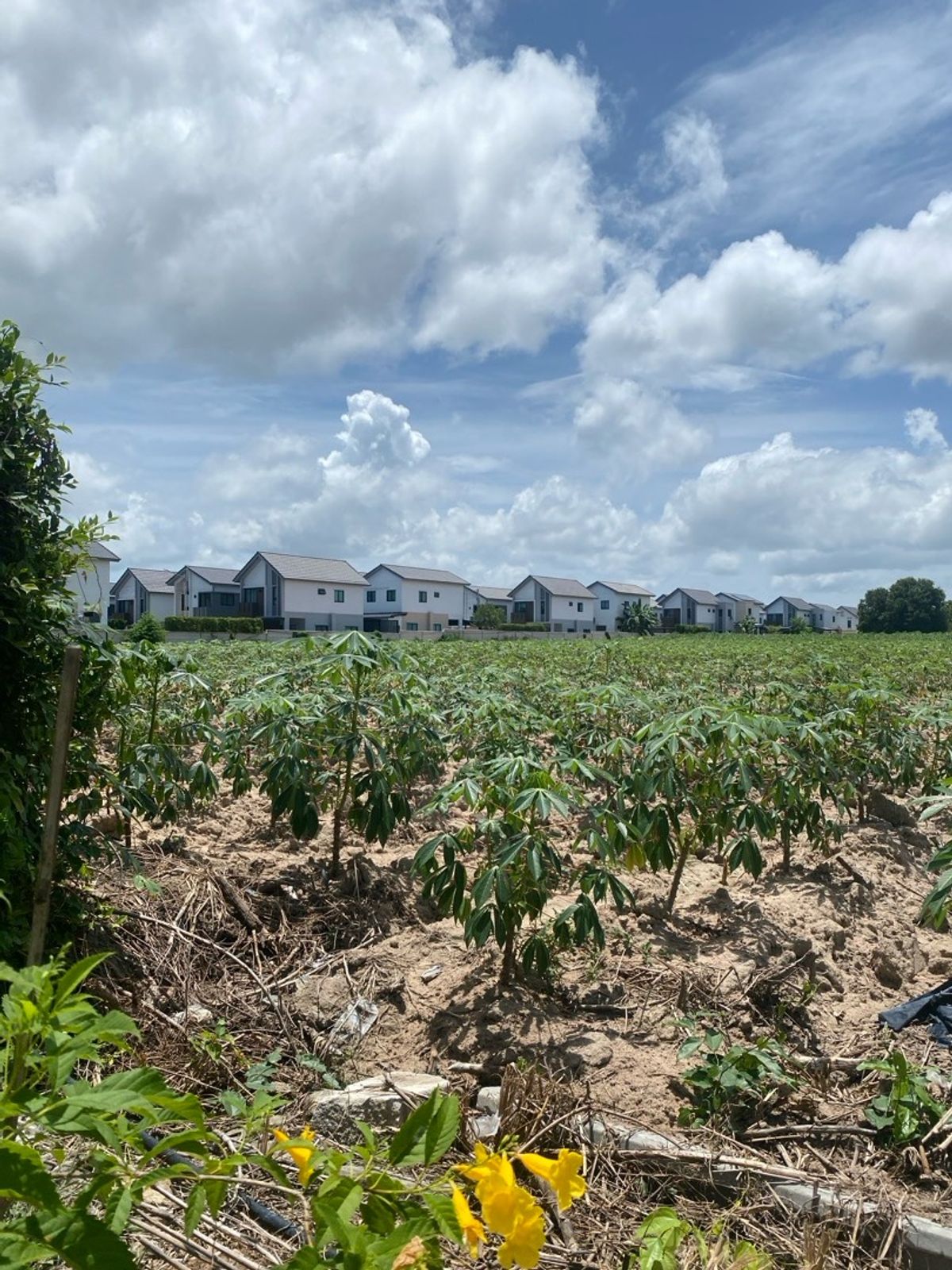 ขายที่ดินระยอง : ขายที่ดินบ้านฉาง ระยอง, หาดพลา1) 32-1-36ไร่, 2)หาดพลา 1-2-9ไร่