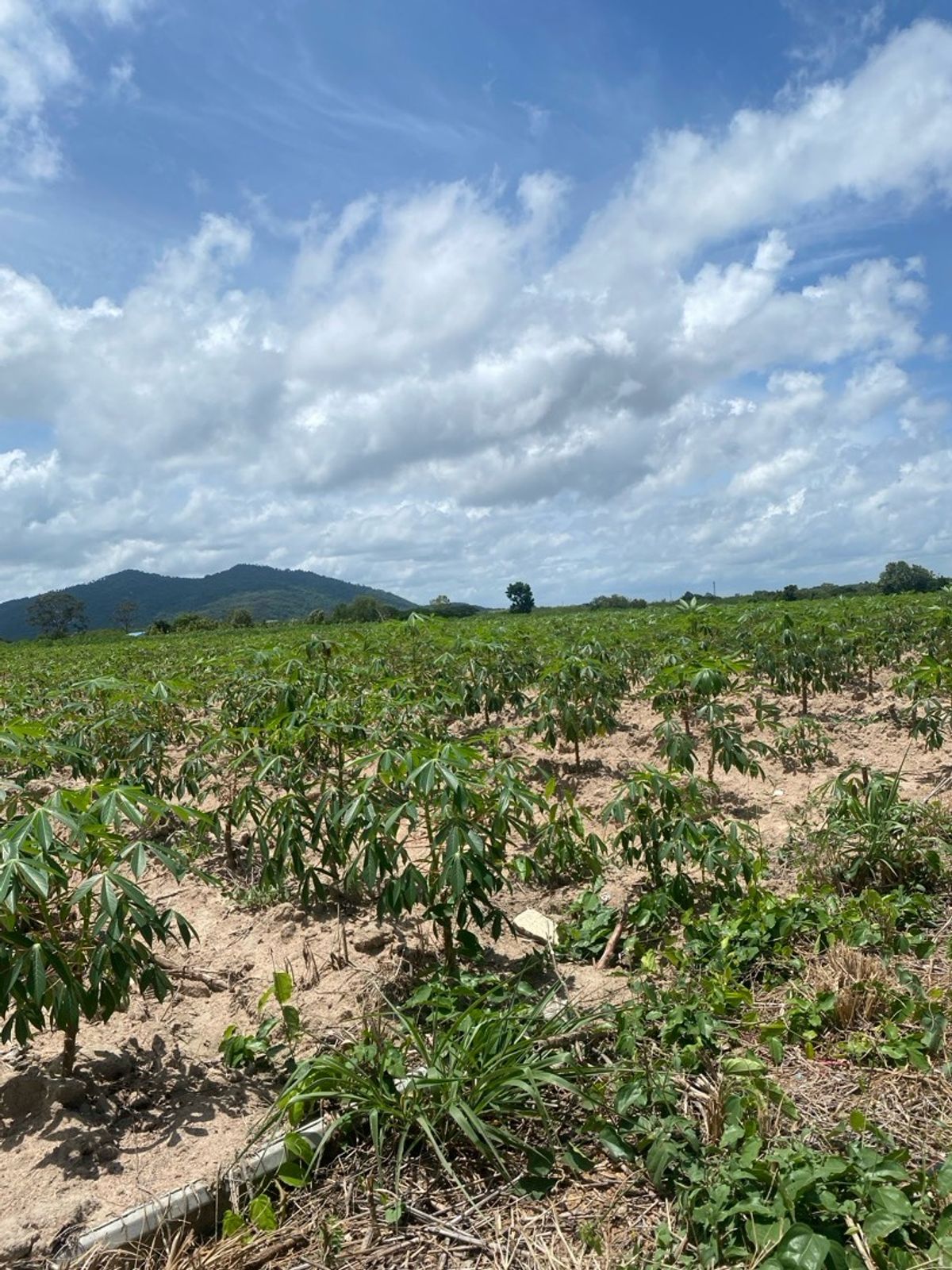 ขายที่ดินระยอง : ขายที่ดินบ้านฉาง ระยอง, หาดพลา1) 32-1-36ไร่, 2)หาดพลา 1-2-9ไร่