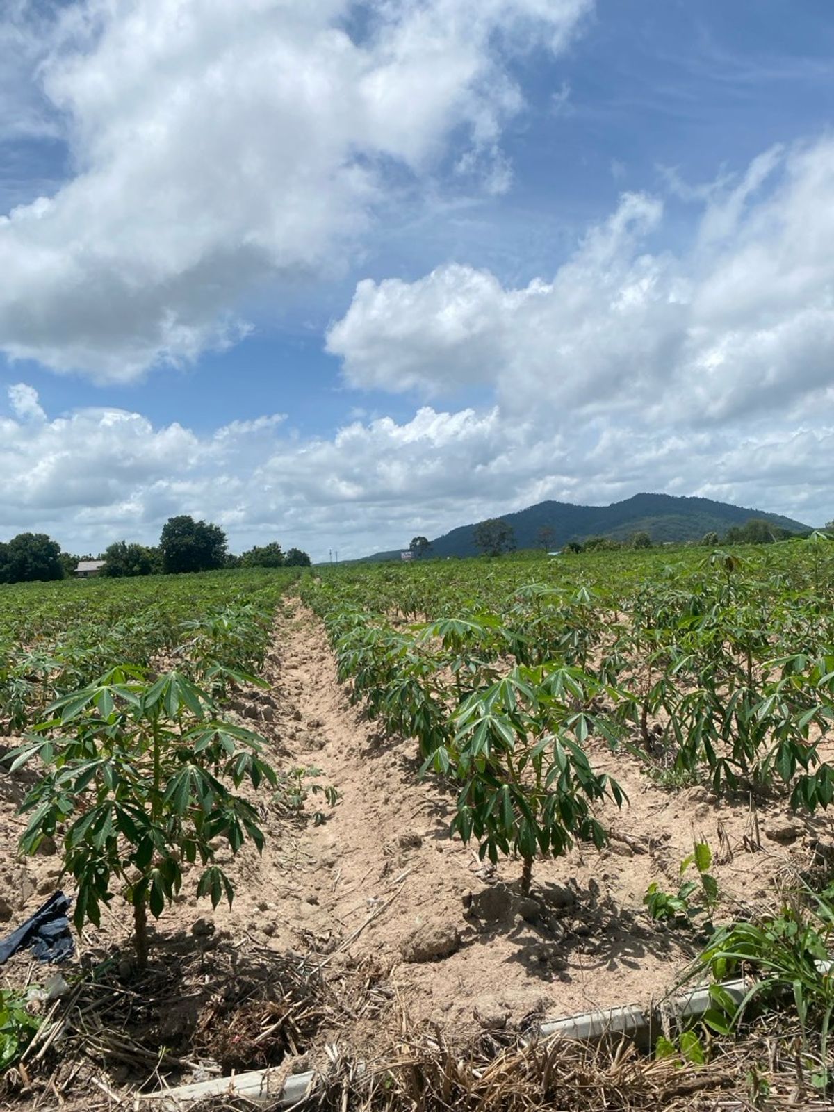 ขายที่ดินระยอง : ขายที่ดินบ้านฉาง ระยอง, หาดพลา1) 32-1-36ไร่, 2)หาดพลา 1-2-9ไร่