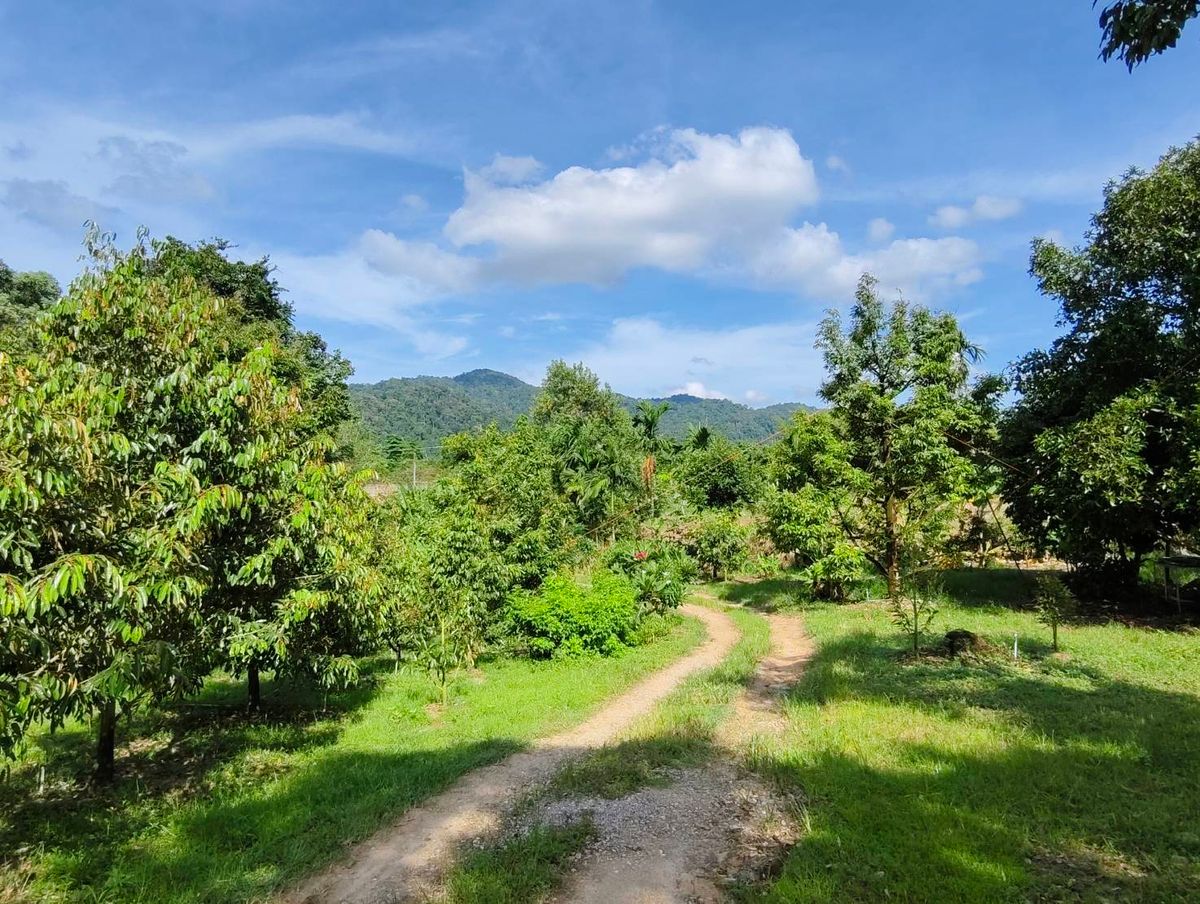 ขายที่ดินจันทบุรี : ขายด่วนสวนทุเรียน พร้อมบ้าน1หลัง โซนห้วยสะท้อน ท่าใหม่จันทบุรี