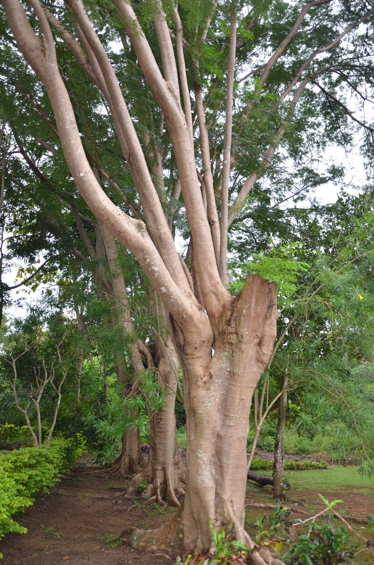 ขายบ้านโคราช นครราชสีมา : เนื้อที่ไร่กว่า ราคาแค่หกล้าน ขายด่วน บ้านพักตากอากาศ ต้นไม้ใหญ่ครึ้ม ในโครงการภูตะวัน อ.ปากช่อง