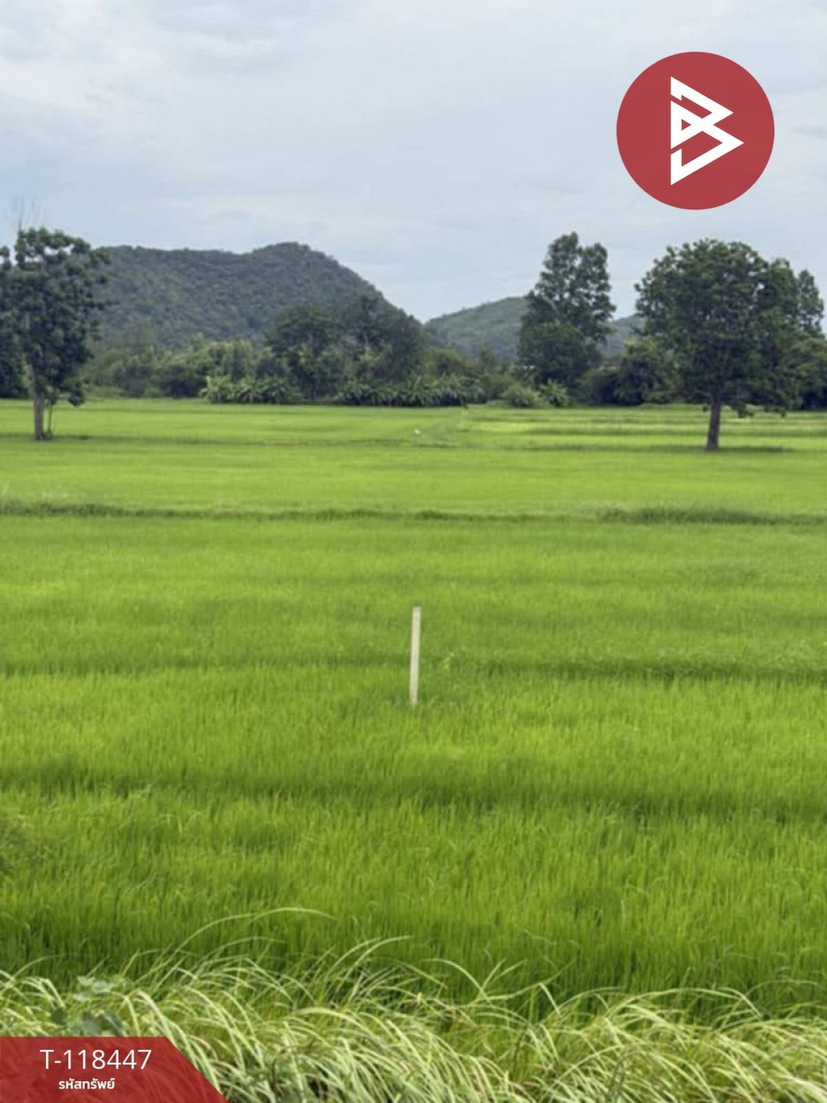 ขายที่ดินชัยนาท : ขายด่วนที่ดิน เนื้อที่ 4 ไร่ หันคา ชัยนาท