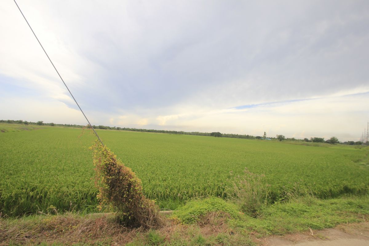 ขายที่ดินอยุธยา : ขายที่ดินบางไทรพระนครศรีอยุธยา น้ำไม่ท่วม ถนนปทุมธานีสามโคกเสนา ที่ดินถมแล้ว 6-3-11.5ไร่ ใกล้นิคมบ้านแพน ที่ดินสร้างบ้าน หอพัก โกดังเก็บสินค้า ศูนย์กระจายสินค้า 6,500บาท/วา