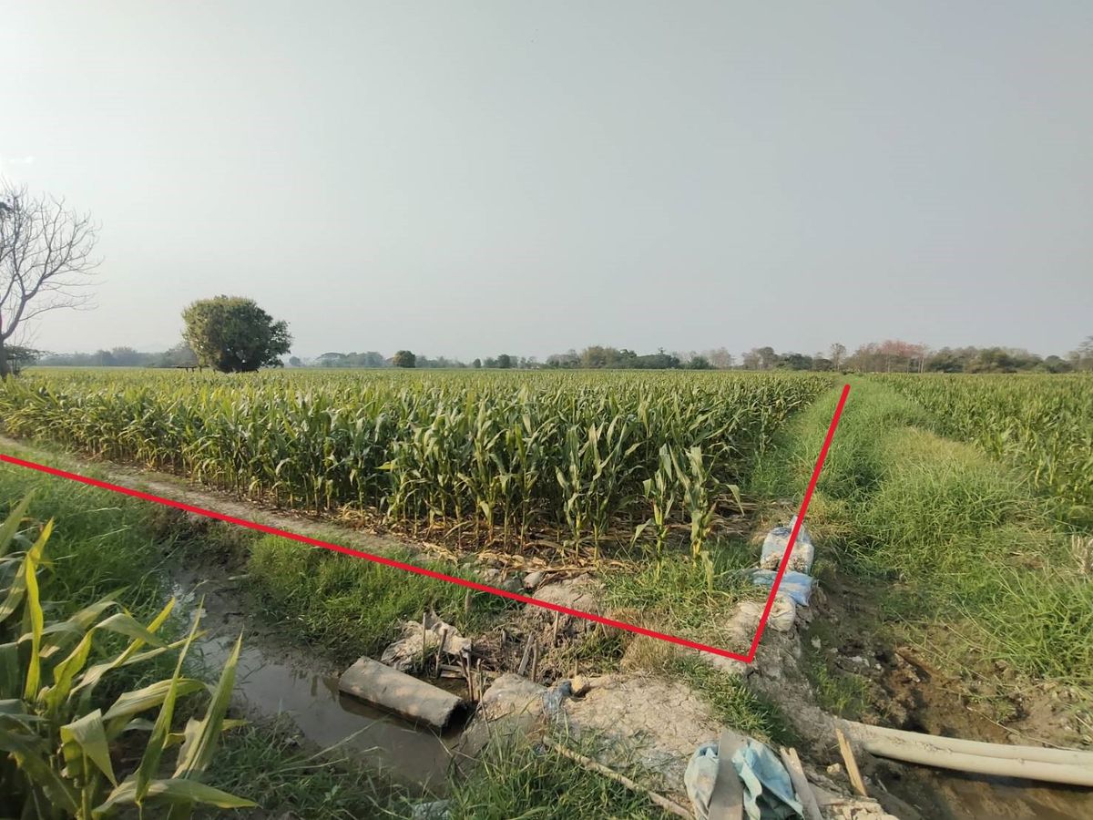 For SaleLandPhrae : Selling at the rice fields 6 rai 880,000 baht, lift the plot