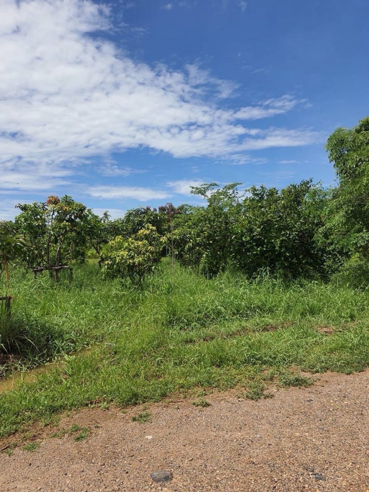 ขายที่ดินปทุมธานี รังสิต ธรรมศาสตร์ : 📢👇 โอกาสพิเศษสำหรับนักลงทุนและผู้ที่ต้องการที่ดินติดแม่น้ำเจ้าพระยา สามโคก ไม่ไกลจากกรุงเทพ บรรยากาศดี วิวสวย เหมาะสำหรับสร้างบ้านพักตากอากาศ, รีสอร์ท, หรือโปรเจกต์ลงทุนอื่นๆ 