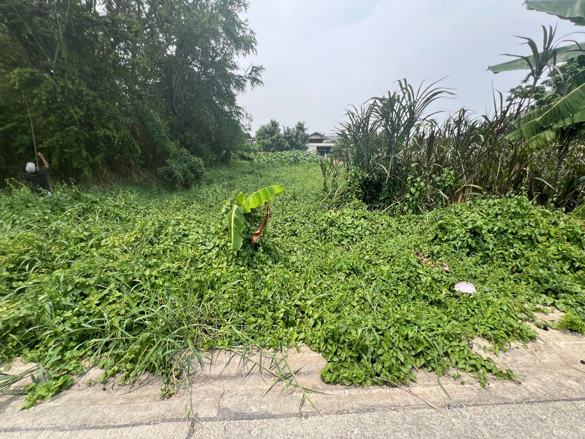 ขายที่ดินวิภาวดี ดอนเมือง หลักสี่ : ขายถูก ที่ดินเปล่า พหลโยธิน 54/1 แยก 2-4 ขนาด 212 ตรว. น้ำไฟเข้าถึง