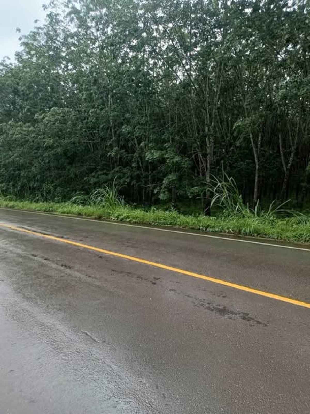 For SaleLandChanthaburi : Selling rubber plantations on the main road 12 rai, Wang Tanot Subdistrict, Nai Am District, Chanthaburi Province