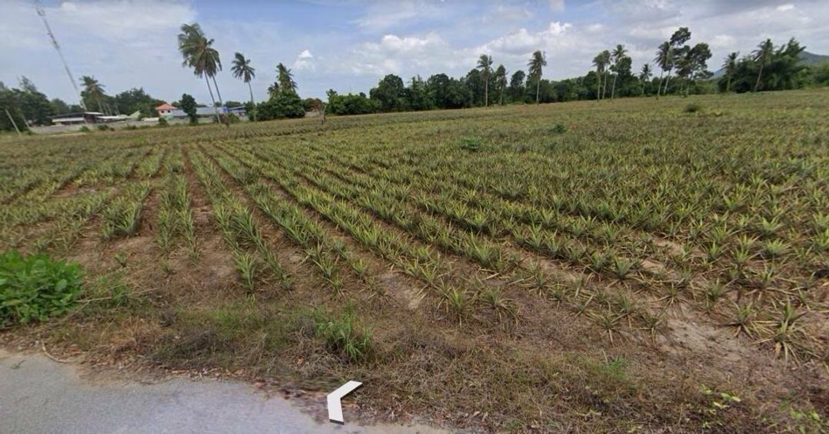 ขายที่ดินชะอำ เพชรบุรี : ขายที่ดิน ถ.เลี่ยงเมืองชะอำ-ปราณบุรี ต.สามพระยา อ.ชะอำ เพชรบุรี ห่างจากถนนเพชรเกษม-บายพาส 350 เมตร เนื้อที่ 9 -2 - 98  ไร่ ราคา 9.7 ลบ.* 