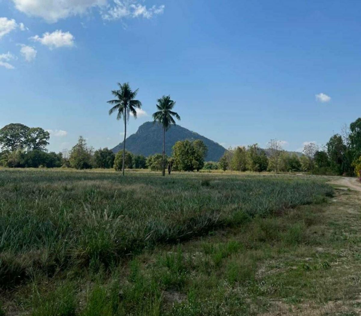 For SaleLandCha-am Phetchaburi : Land for sale in Cha-Am-Pranburi Road, Sam Phraya Subdistrict, Cha-Am District, Petchburi, 350 meters from Petchkasem-Bypass Road, 9 Rai 2 ngan 98 square wah, price 12.5 MB.*