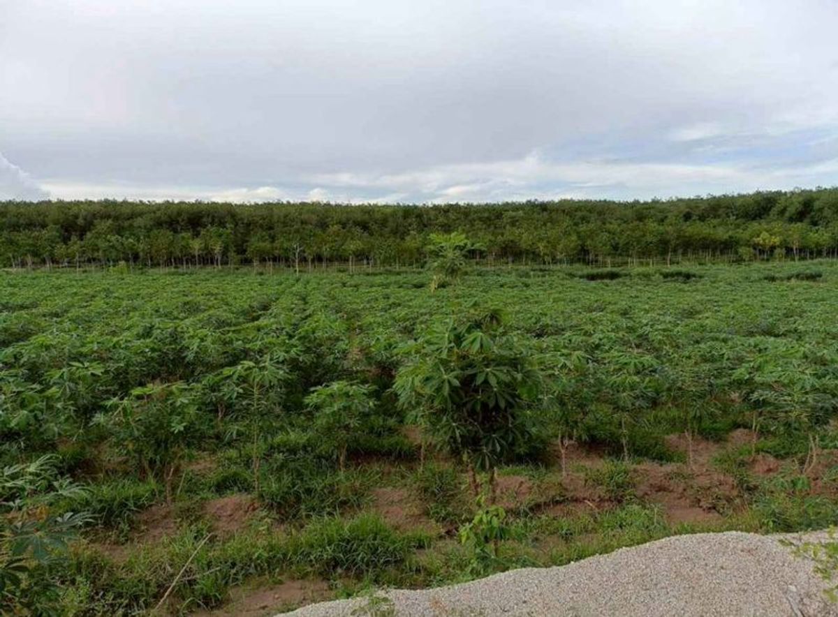 For SaleLandRayong : Land for sale, beautiful plots, Rayong Nikom, Rayong, about 3 km away from WHA36.
