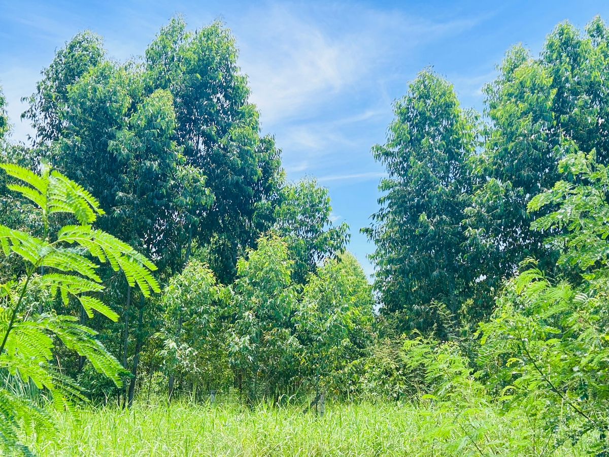 ขายที่ดินอยุธยา : ขายที่ดิน 20 ไร่ 2 โลถึง มอเตอร์เวย์วังน้อย ติดถนนตัดผ่านทั้งหน้าและหลัง 2.8 โล ถึงนิคมอุตสาหหกรรมจีน 093 296 2878