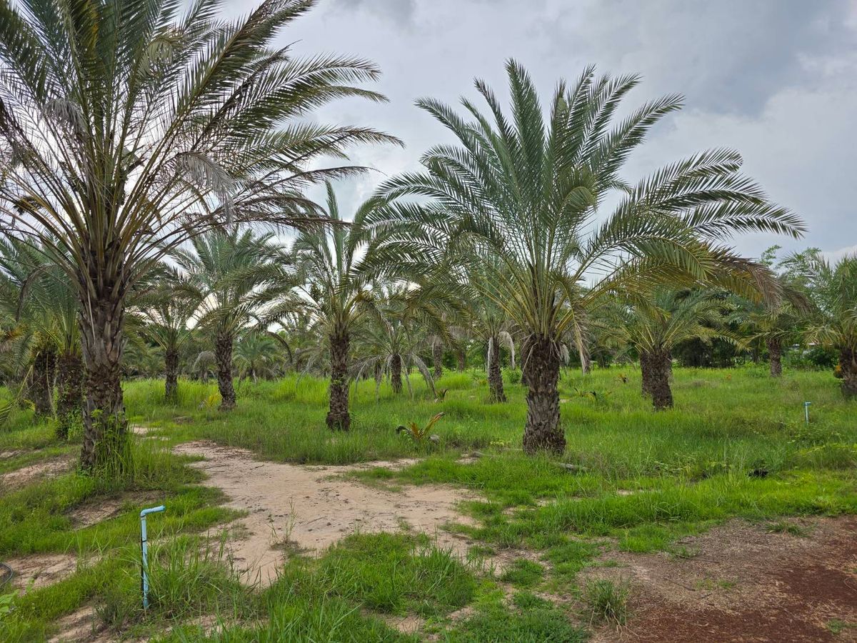 ขายที่ดินสกลนคร : 🌴 Intharasri Farm – สวนอินทผาลัม + บ้าน + สระน้ำ ฟาร์มพร้อมดำเนินกิจการต่อ บนเนื้อที่ 19 ไร่ 💥 จากราคาปกติ 16.15 ล้านบาท ❗ ลดเหลือแค่ 11.4 ล้านบาท (ไร่ละ 600,000 บาท) ✅ ถูกกว่าราคาตลาดเกือบครึ่ง!