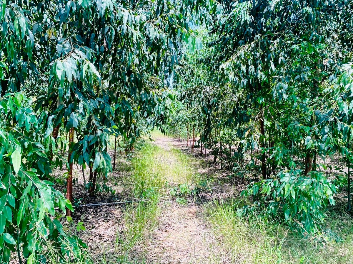 ขายที่ดินอยุธยา : ขายที่ดิน 20 ไร่ 2 โลถึง มอเตอร์เวย์วังน้อย ติดถนนตัดผ่านทั้งหน้าและหลัง 2.8 โล ถึงนิคมอุตสาหหกรรมจีน 093 296 2878