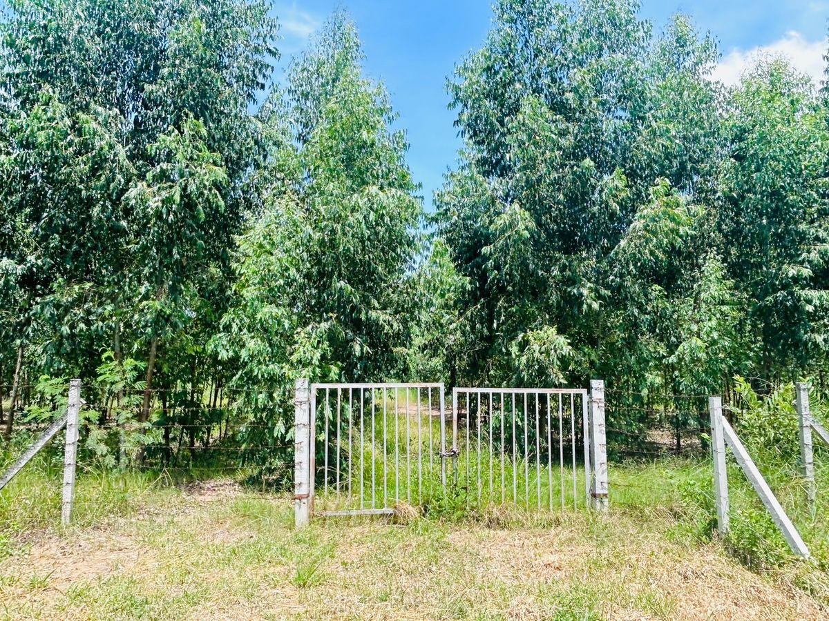 ขายที่ดินอยุธยา : ขายที่ดิน 20 ไร่ 2 โลถึง มอเตอร์เวย์วังน้อย ติดถนนตัดผ่านทั้งหน้าและหลัง 2.8 โล ถึงนิคมอุตสาหหกรรมจีน 093 296 2878