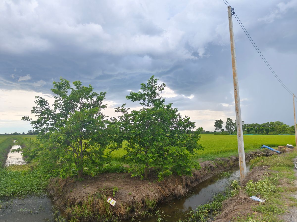 ขายที่ดินสุพรรณบุรี : ขายด่วนที่ดิน 10 ไร่ แยกขายได้ วิวทุ่ง มองเห็นภูเขา
