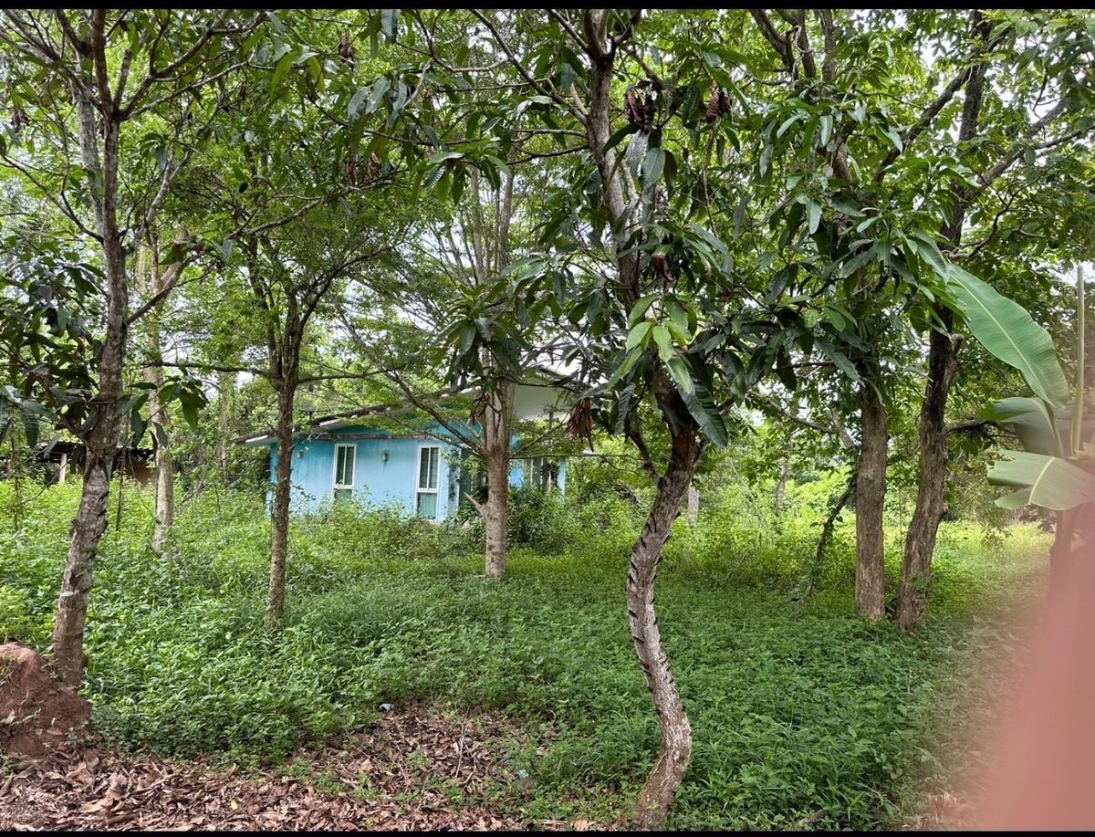 ขายที่ดินนครนายก : ขายที่ดิน 6 ไร่ นครนายก (วิวเขาใหญ่)  6 กิโล ถึงจุดท่องเที่ยว เขาใหญ่