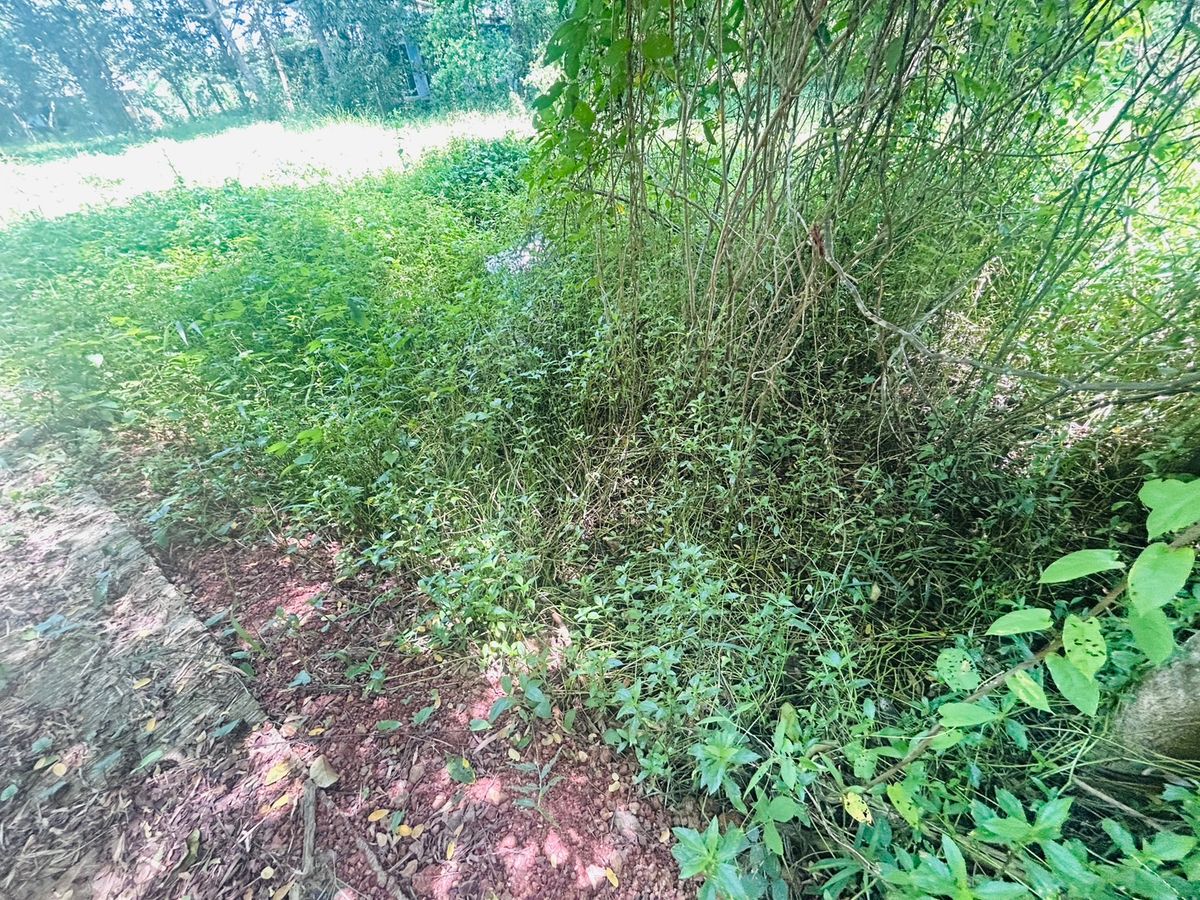 ขายที่ดินนครนายก : ขายที่ดิน 6 ไร่ นครนายก (วิวเขาใหญ่)  6 กิโล ถึงจุดท่องเที่ยว เขาใหญ่